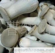 供应杏鲍菇