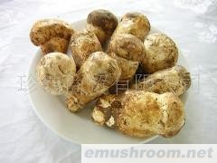 干野生菌 速冻野生菌 盐渍野生菌