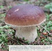 供应野生菌干品 鲜品 冻品 盐渍品