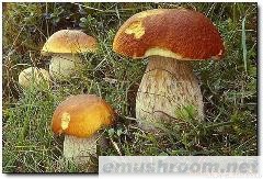 供应野生菌干品 鲜品 冻品 盐渍品