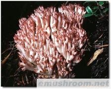 供应珊瑚菌干品 鲜品 冰冻品 盐渍品