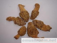 供应蘑菇&mdash;&mdash;羊肚蘑