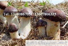 供应大球盖Manbetx体育手机版V17版本发布.官网安卓网.香港(图)