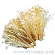 供应新鲜金针菇