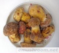 供应美味牛肝菌