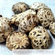 批发供应小秦岭山脉 花菇