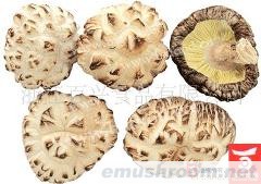 供应09年 有机香菇、有机木耳