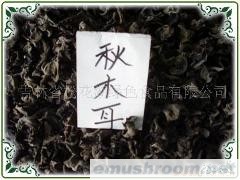 供应秋木耳