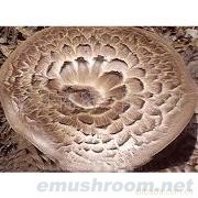 供应年货 土特产 野生菌礼盒 干杂