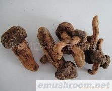 供应野生红蘑【东家鸡炖红蘑】