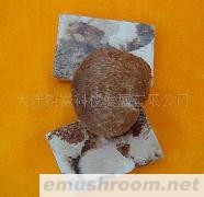 供应猴头菇【素中荤珍品】
