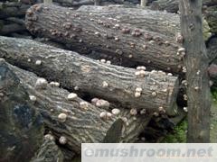 供应椴木香菇菌种(图)