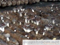 供应香菇