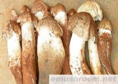 供应云南野生菌