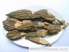 供应云南野生菌干片