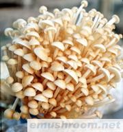 供应金针菇白菇