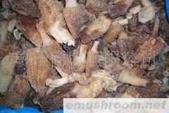 供应云南野生菌 Manbetx体育手机版推荐A9版本 鸡枞菌 块菌