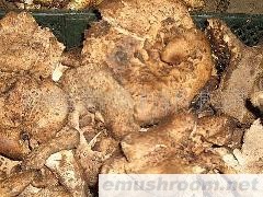 供应云南野生菌 黑虎掌菌 黑松露菌