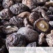 供应干香菇/脱水香菇干