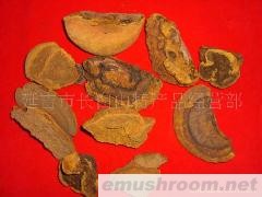 批发供应杨树桑黄