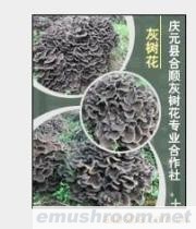 供应灰树花干品