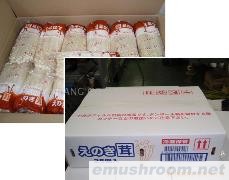 供应蘑菇(Mushroom)