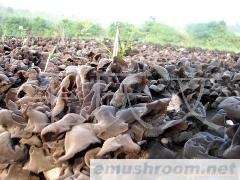 供应黑木耳菌种