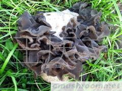 供应黑木耳菌种