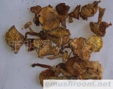 批发供应野生黄油蘑菇