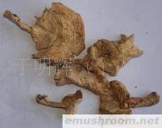 批发供应野生小白蘑菇