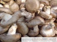 供应鲜香菇