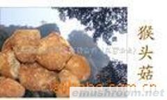 供应野生菌