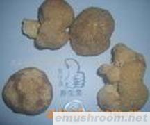 供应野生菌