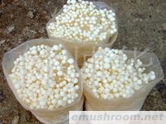 供应鑫安金针菇