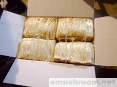 供应鑫安金针菇