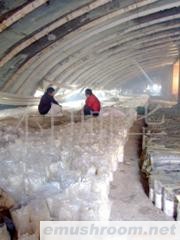 供应鑫安金针菇