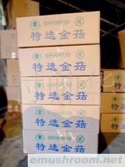 供应鑫安金针菇