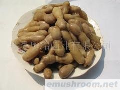 供应盐渍鸡腿菇