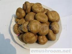 供应盐渍双孢菇