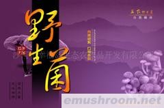 供应野生菌