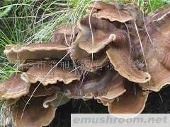 供应四川ManBetX体育