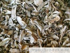 供应四川野生菌