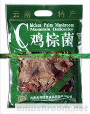 批发供应食品 云南特产 野生菌 鸡枞菌