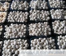 供应新鲜双孢菇