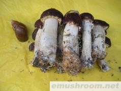 供应大量批发球盖菇