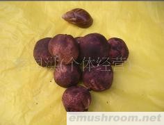 供应大量批发竹荪蛋