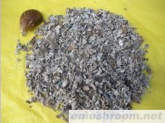 供应大量批发白参菌