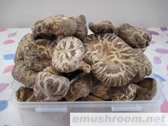 批发供应椴木干香菇，冬菇，花菇，虎皮香菇