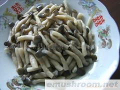 供应出口级盐渍姬菇