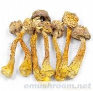 批发供应贵州山野特产 野生松茸 味美留恋